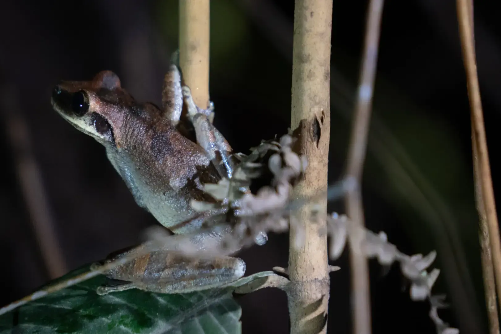 Эквадор пытался ограничить бурение и защитить Амазонку. Произошло обратное.