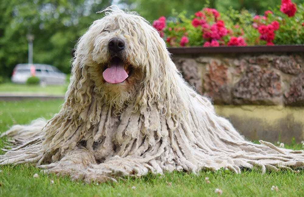 Породы дорогих собак (ч.4)