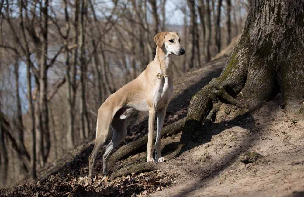 Породы дорогих собак (ч.4)