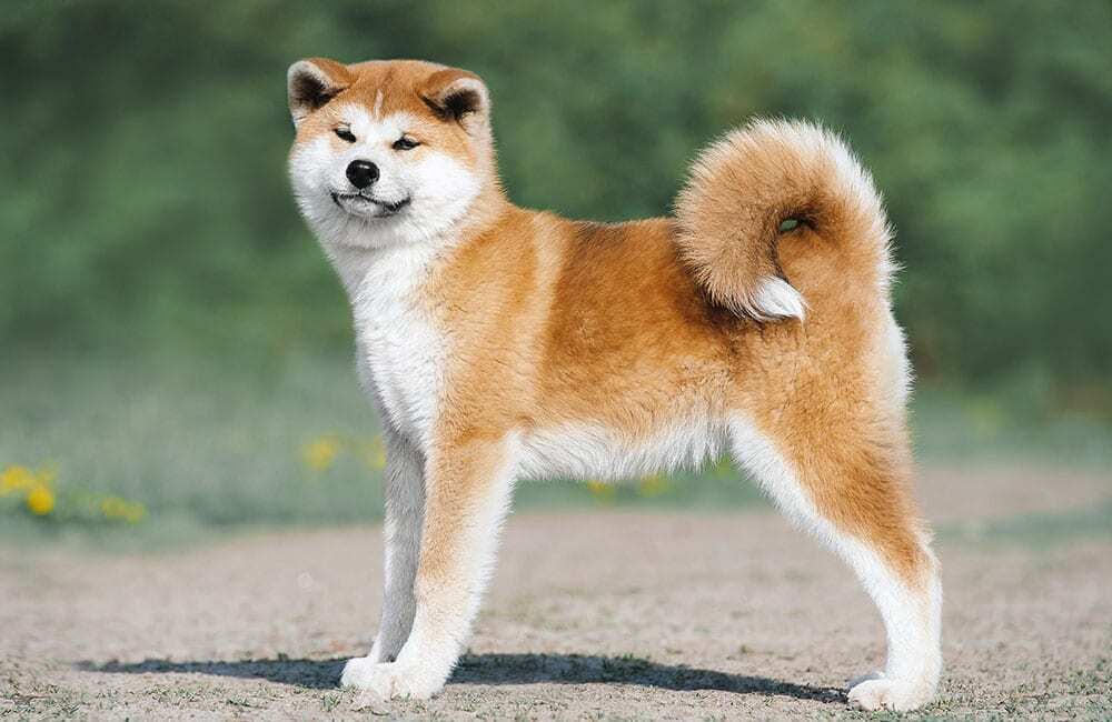 Самые дорогие породы собак в мире