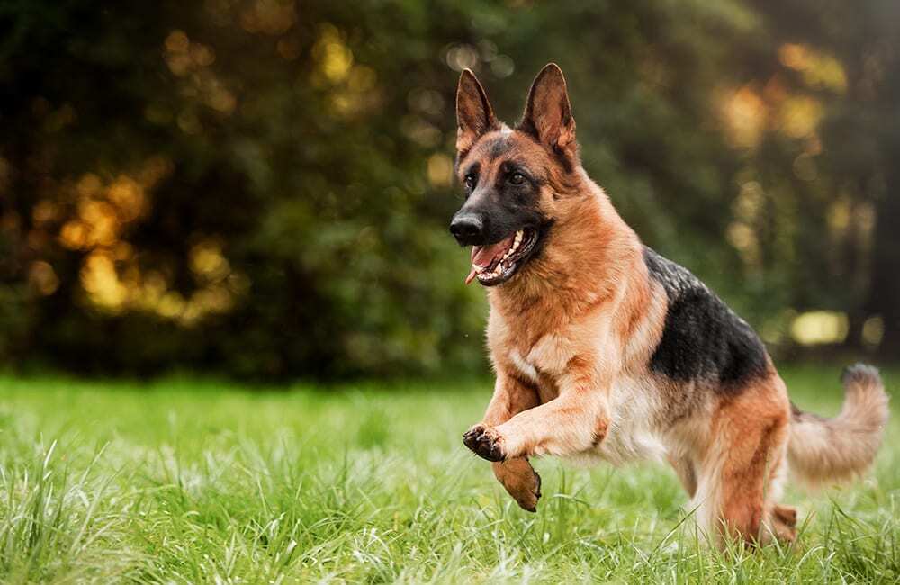 Дорогие породы собак в мире (ч.3)