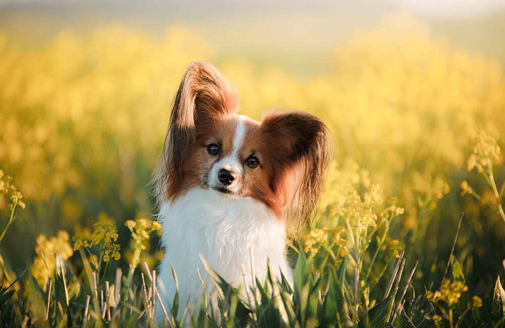 Дорогие породы собак в мире (ч.3)