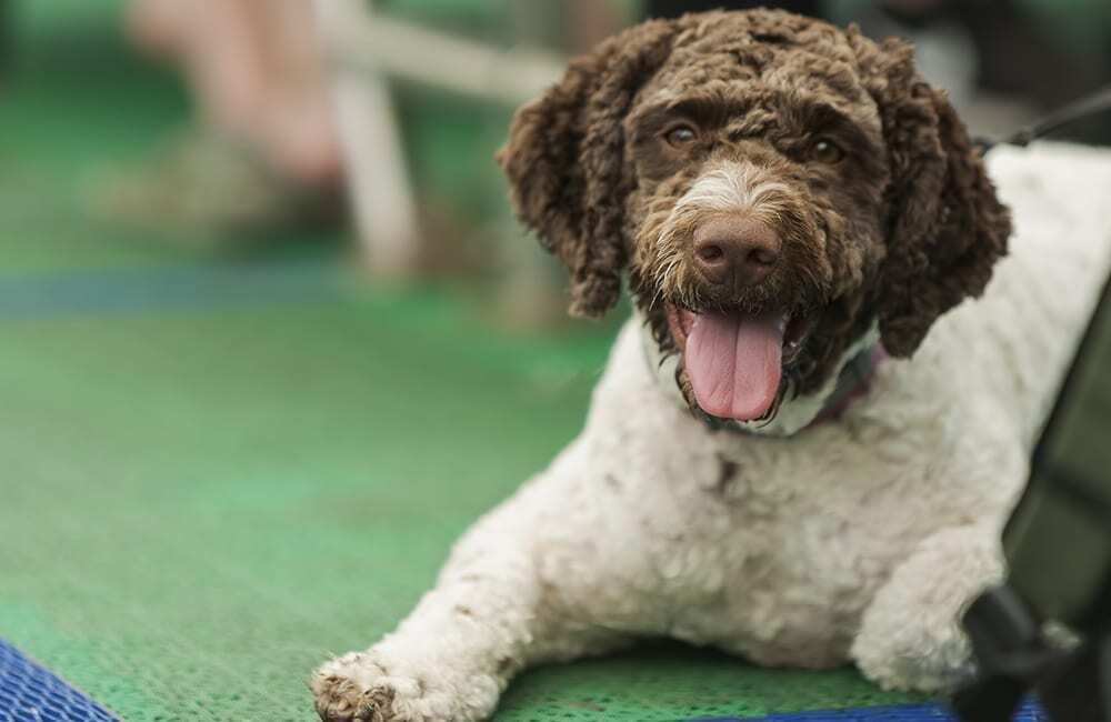 Дорогие породы собак в мире (ч.3)