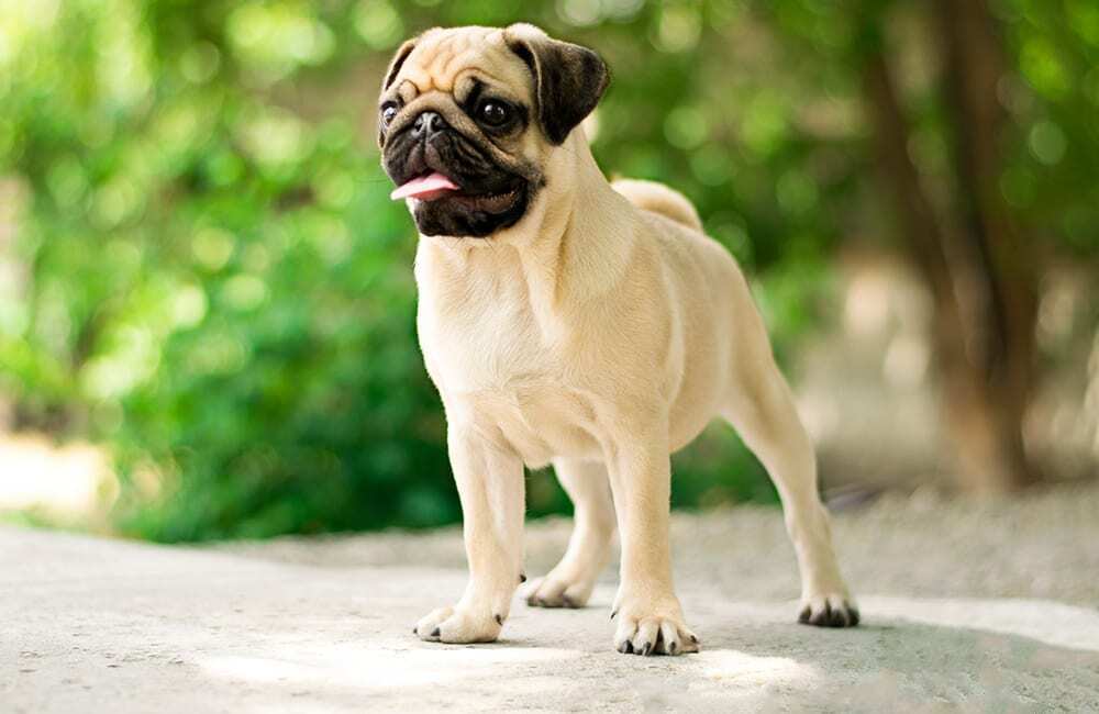 Дорогие породы собак в мире (ч.3)