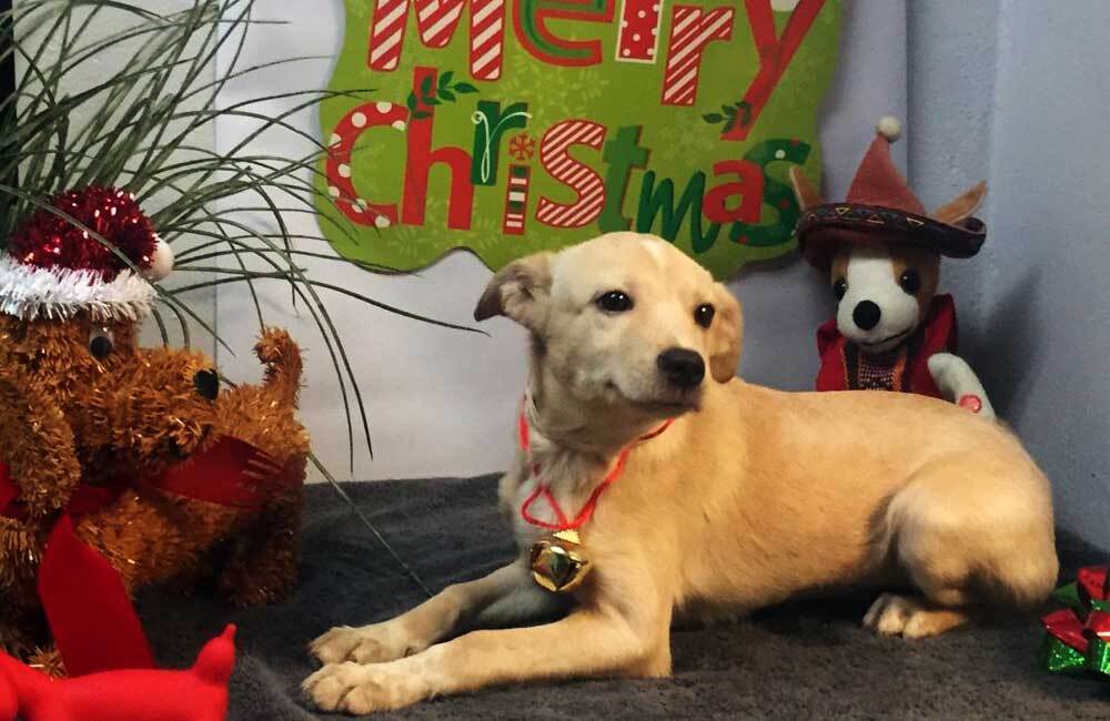 Породы дорогих собак (ч.4)