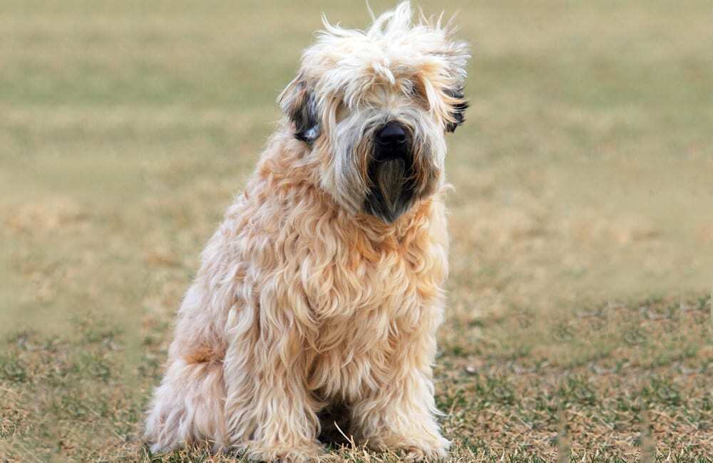 Породы дорогих собак (ч.4)