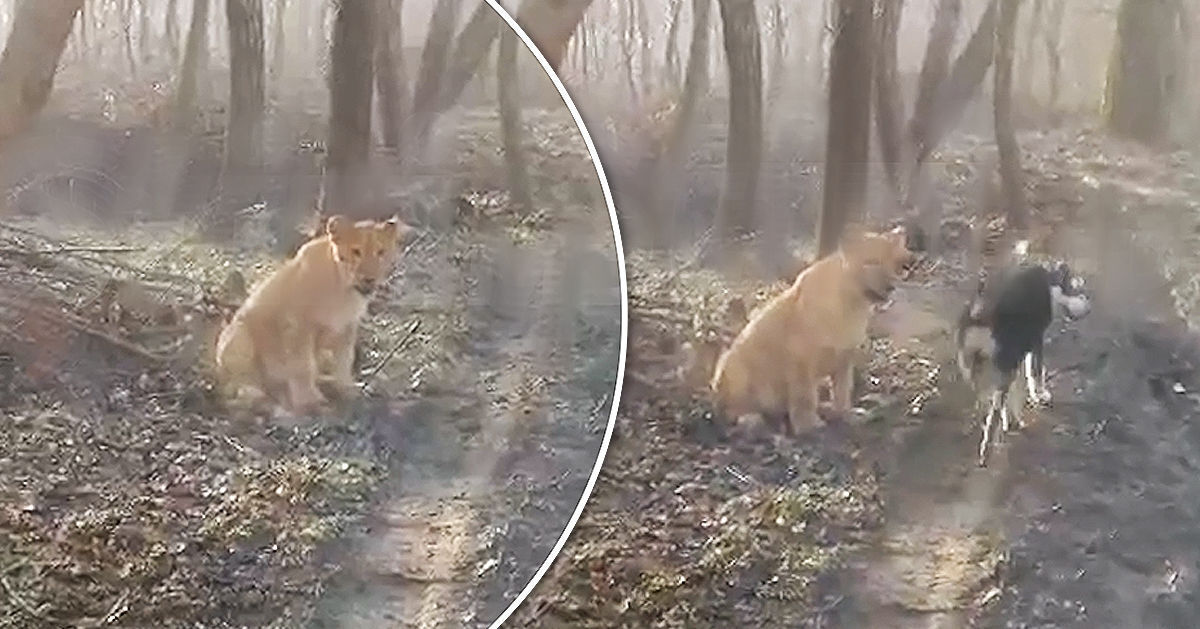 Лев эмигрант.