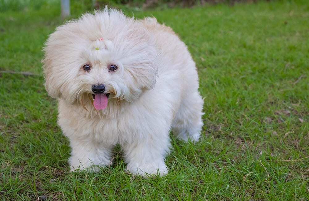 Дорогие породы собак в мире (ч.3)