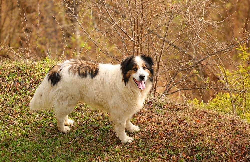 Породы дорогих собак (ч.4)