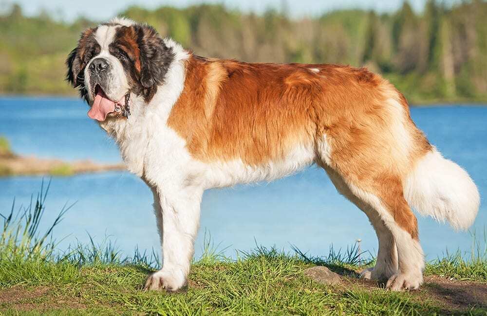 Породы дорогих собак (ч.4)