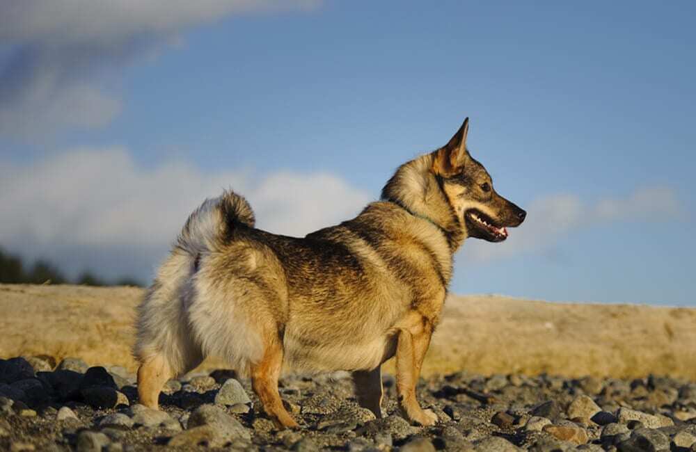 Породы собак самые дорогие в мире (ч.2)