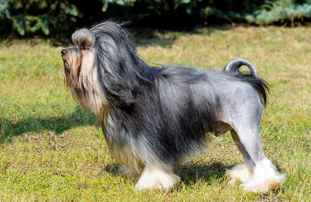 Породы дорогих собак (ч.4)