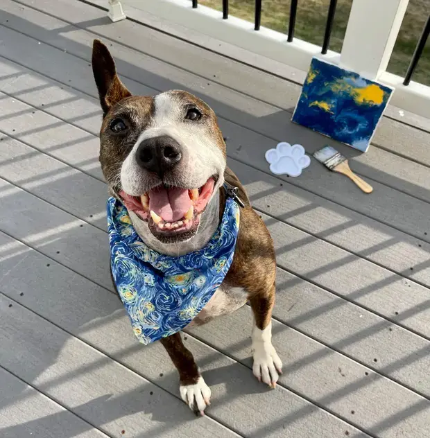 Одноухая собака-спасатель Ван Гог рисует свой путь к новому дому