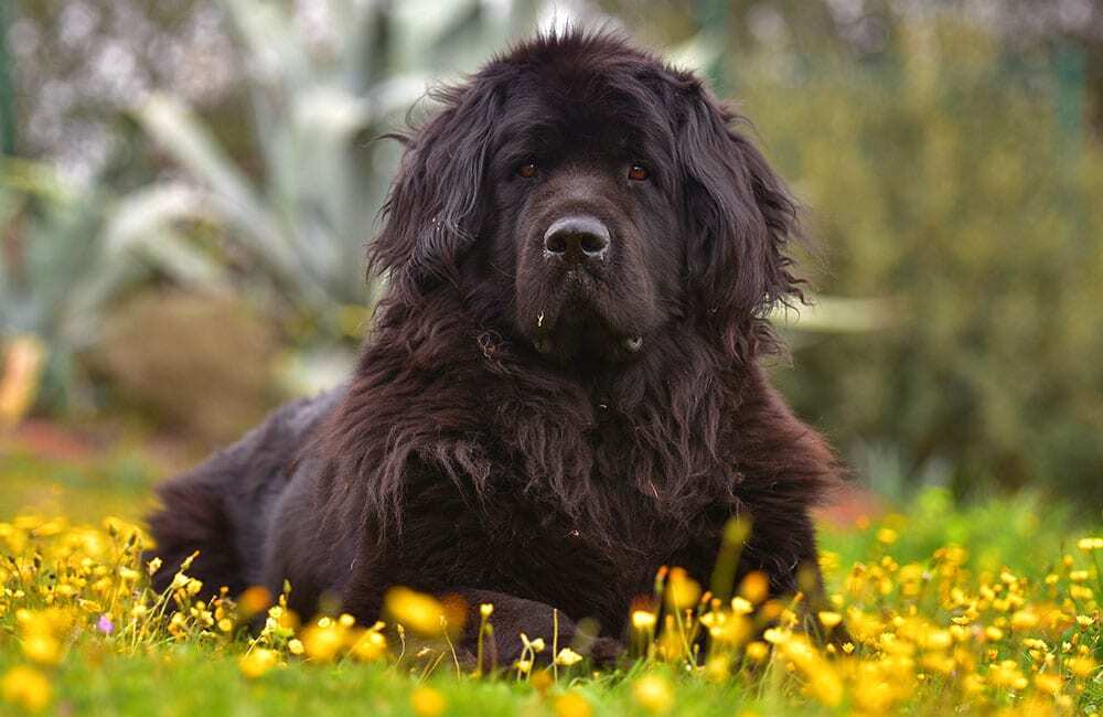 Самые дорогие породы собак в мире