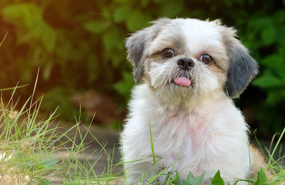 Породы дорогих собак (ч.4)