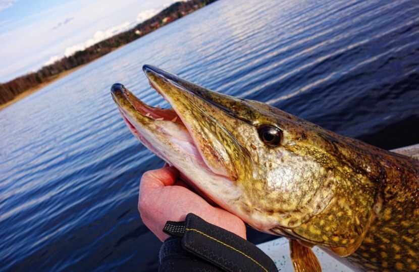 Где искать щуку зимой📌