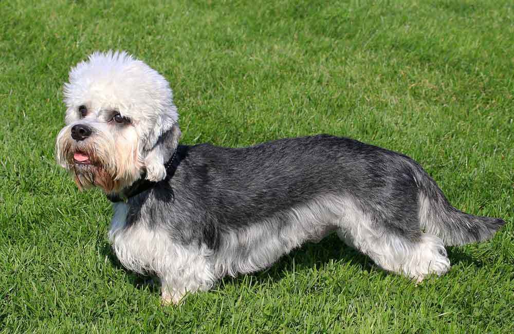 Породы дорогих собак (ч.4)