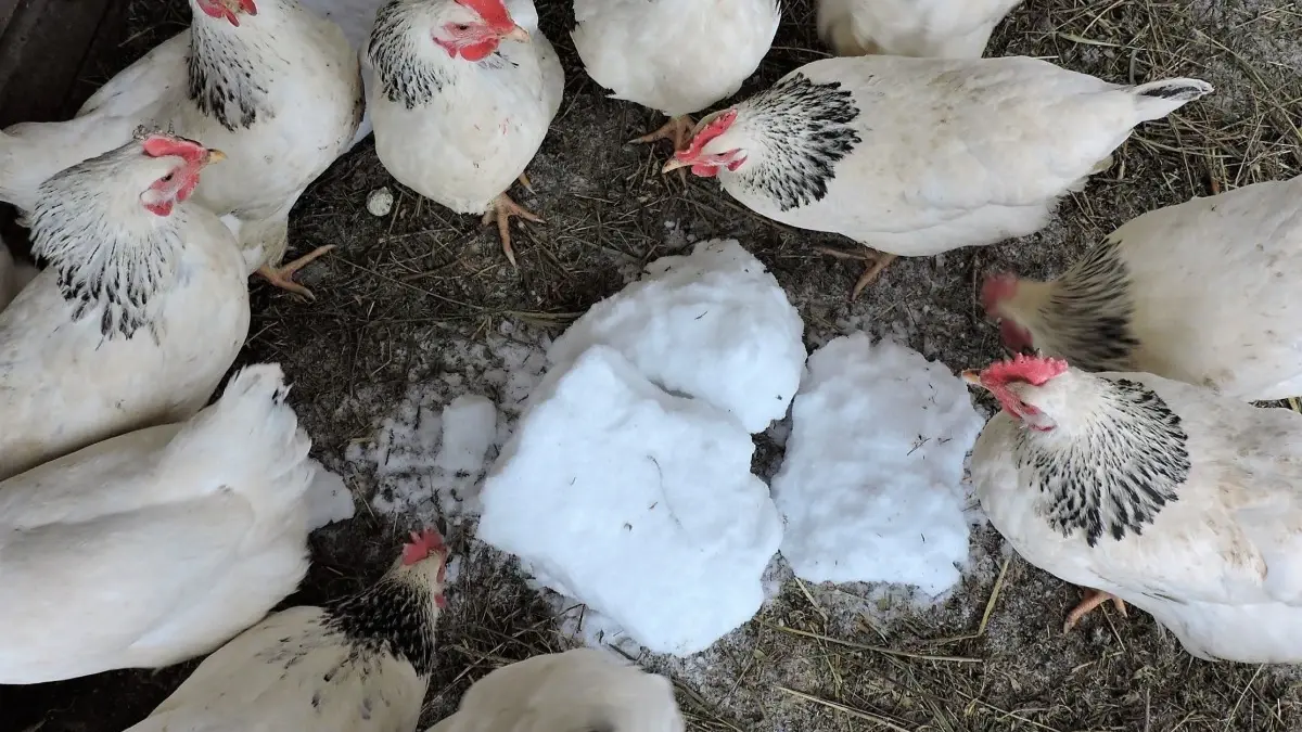 15 января - Богоявления и день святого Сильвестра: 5 обязанностей, 8 страшных запретов, 10 примет, история, как Сильвестр поймал чудовище