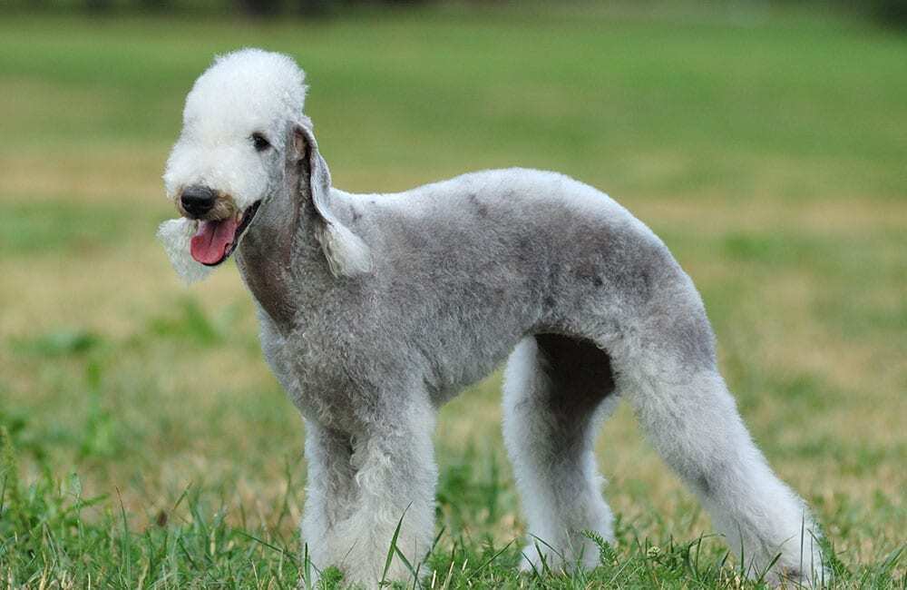 Самые дорогие породы собак в мире