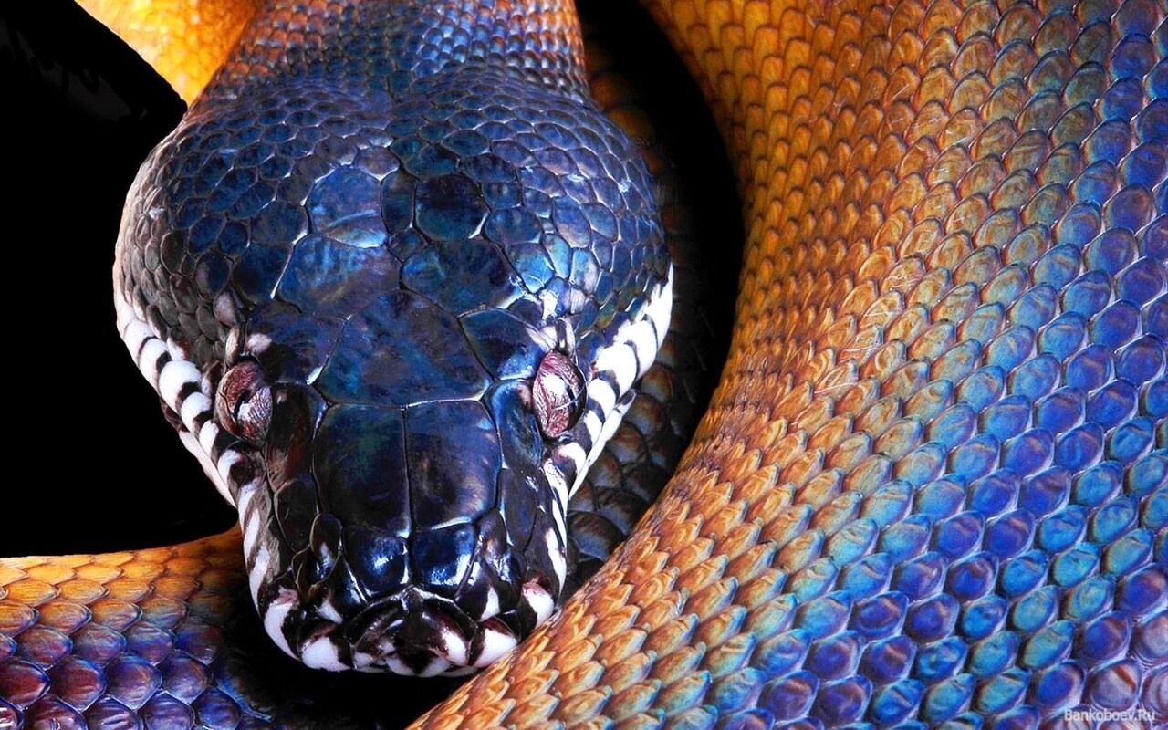 Самая большая кобра фото в мире