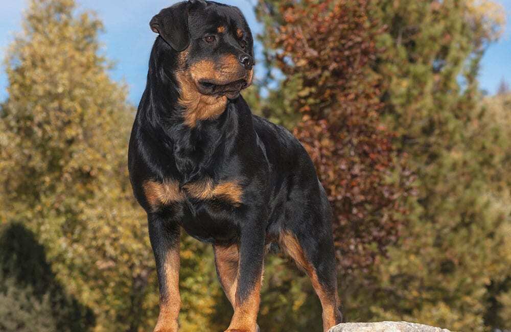 Самые дорогие породы собак в мире