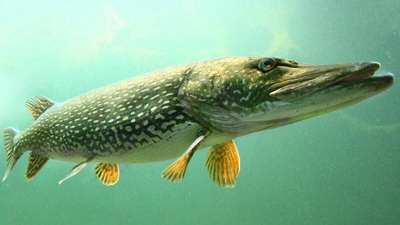 Где искать щуку зимой📌