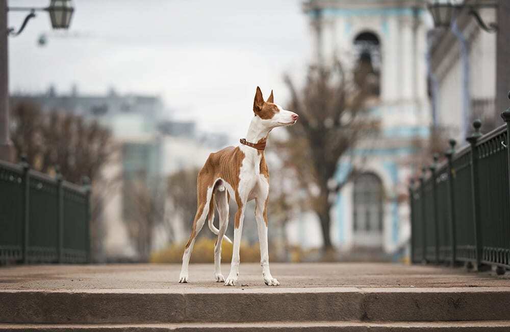 Дорогие породы собак в мире (ч.3)
