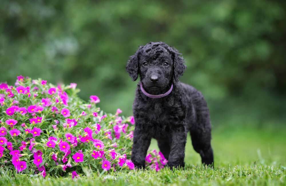 Породы дорогих собак (ч.4)