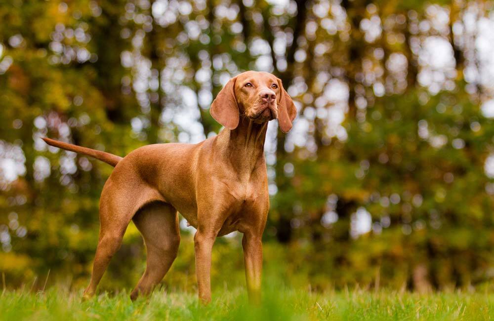 Породы дорогих собак (ч.4)