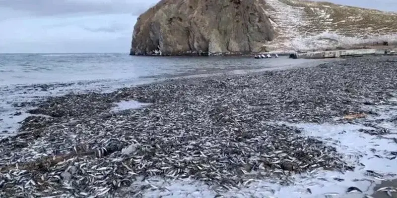 Причиной массового выброса сардины на острове Кунашир мог стать термический шок