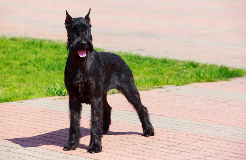 Породы дорогих собак (ч.4)