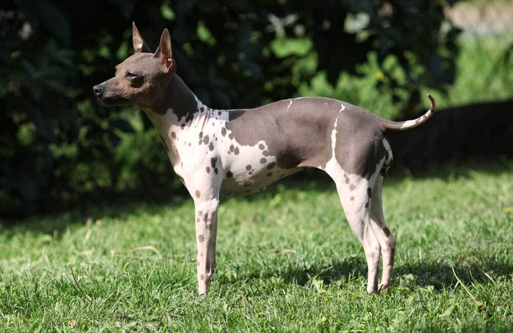 Породы дорогих собак (ч.4)