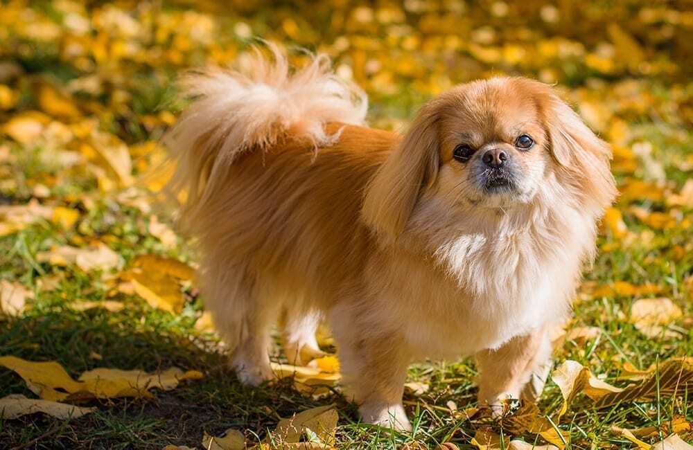 Породы дорогих собак (ч.4)