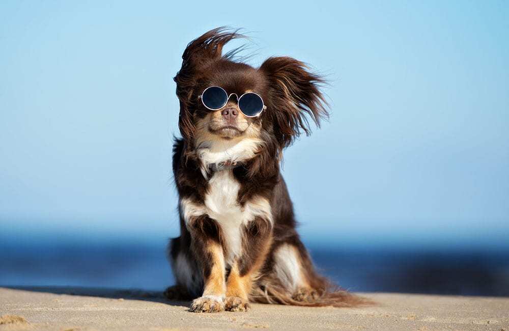 Самые дорогие породы собак в мире