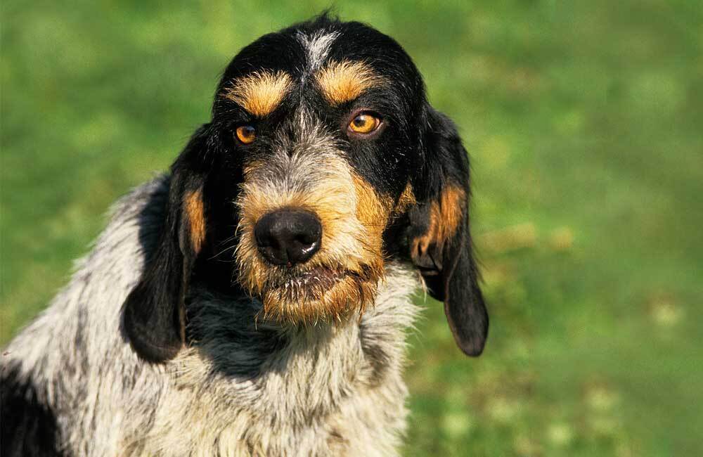 Породы дорогих собак (ч.4)