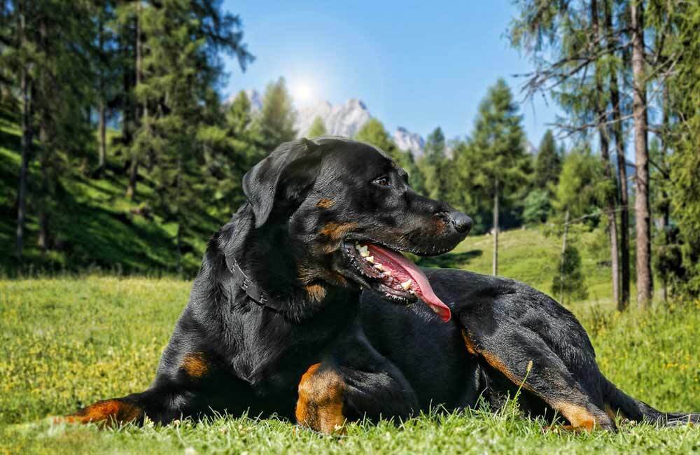 Породы дорогих собак (ч.4)