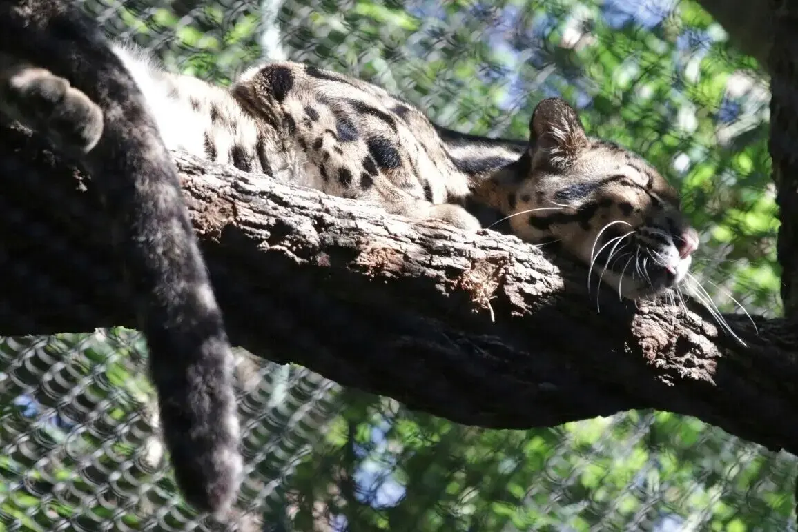 В зоопарке Далласа нашли дымчатого леопарда после «подозрительного» разрыва вольера