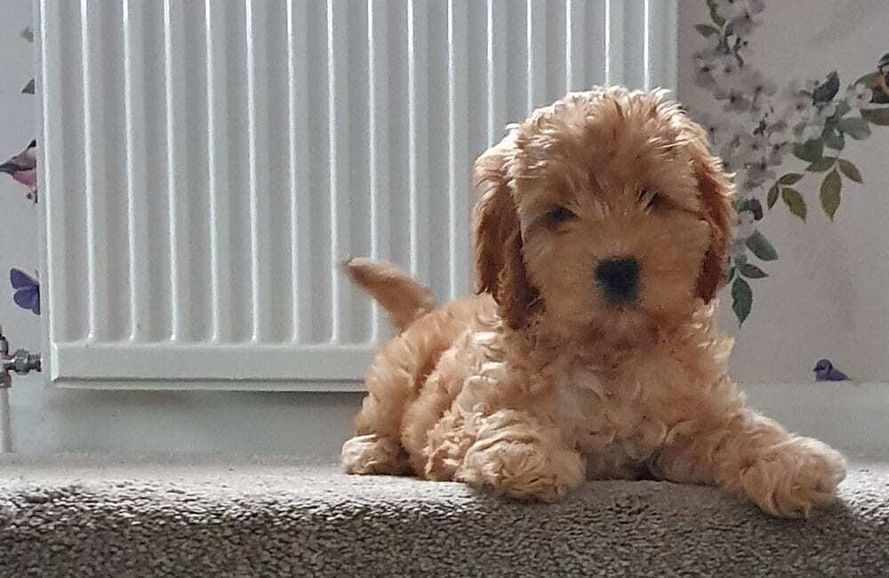 Самые дорогие породы собак в мире