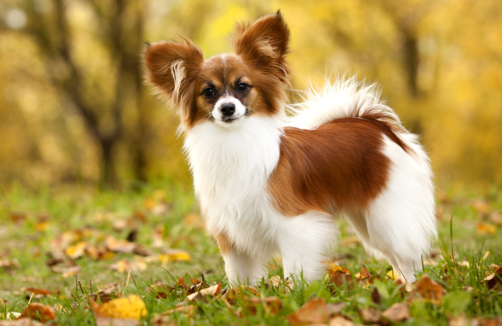 Дорогие породы собак в мире (ч.3)