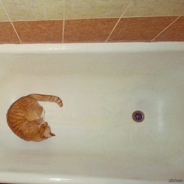 Немного переиграли: кот против кактуса