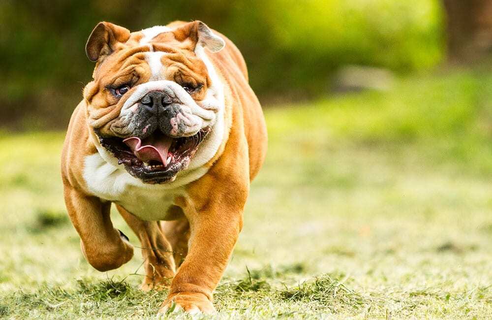 Самые дорогие породы собак в мире