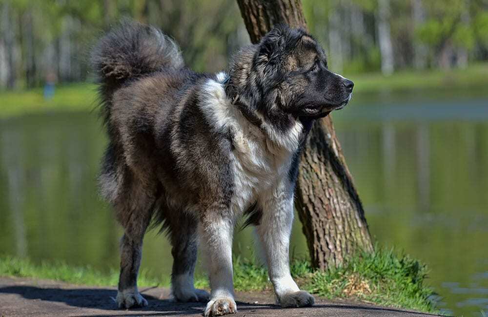 Самые дорогие породы собак в мире