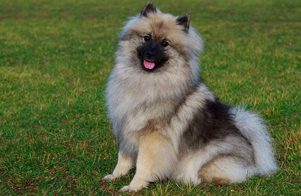 Породы дорогих собак (ч.4)