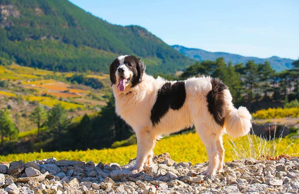 Породы собак самые дорогие в мире (ч.2)