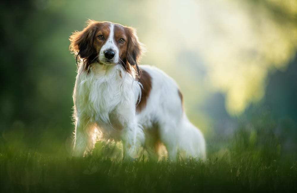 Породы дорогих собак (ч.4)