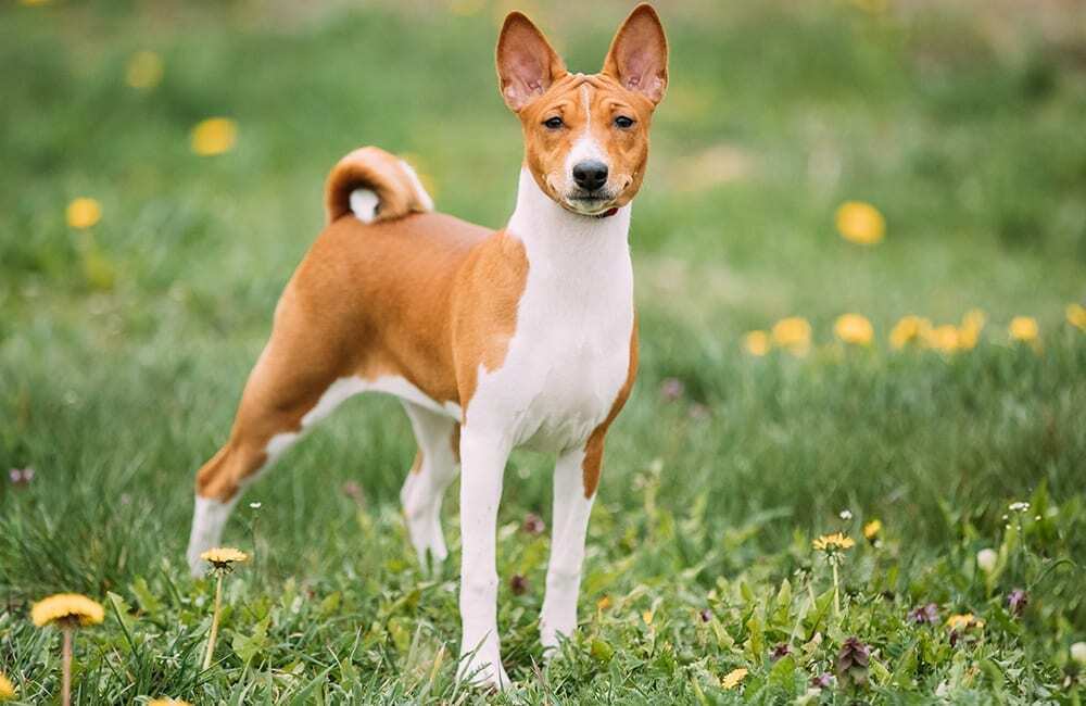 Дорогие породы собак в мире (ч.3)