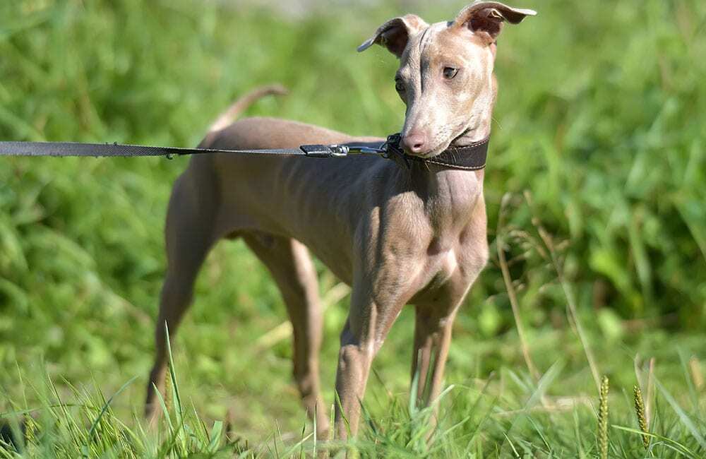 Самые дорогие породы собак в мире