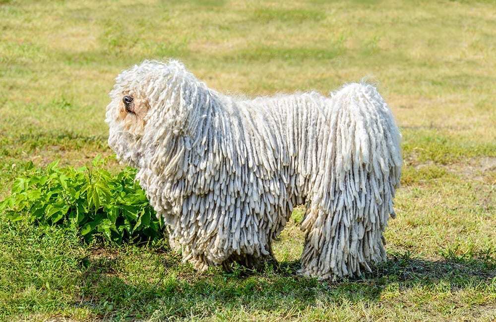 Дорогие породы собак в мире (ч.3)