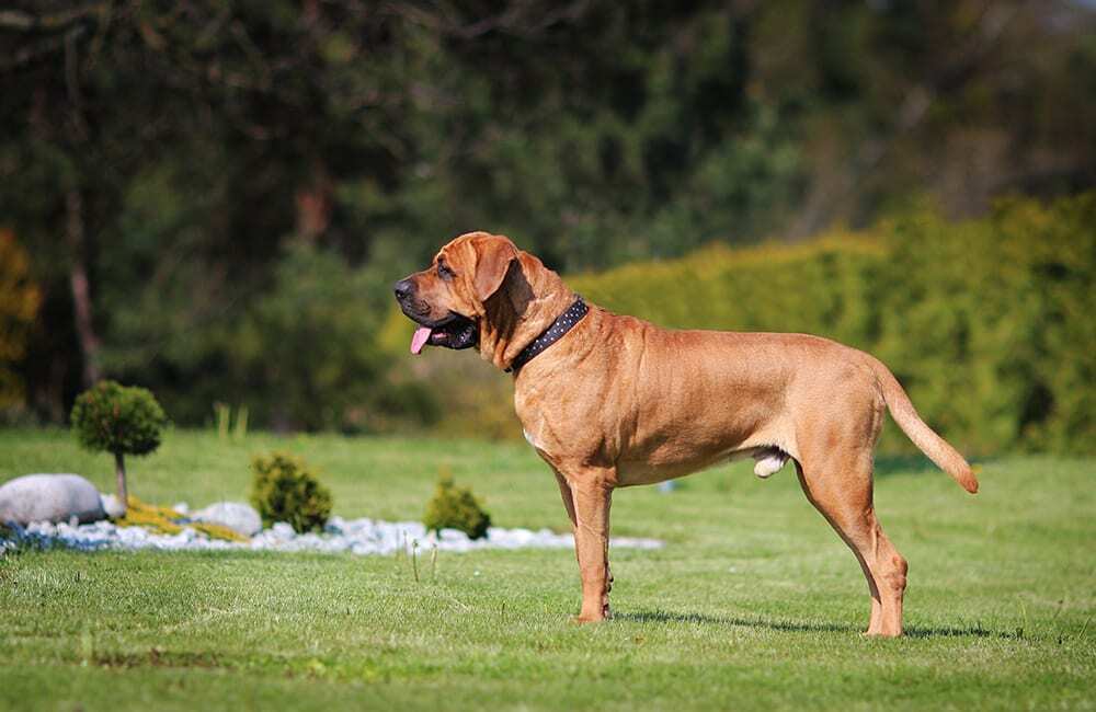 Породы собак самые дорогие в мире (ч.2)