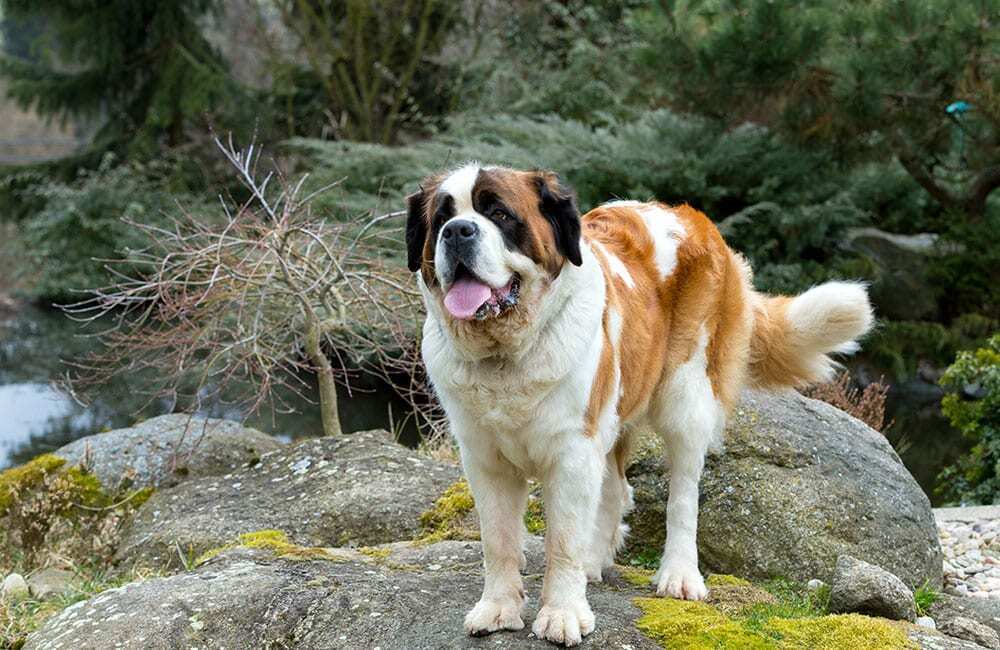 Самые дорогие породы собак в мире